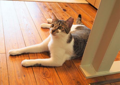 ネコリパブリック