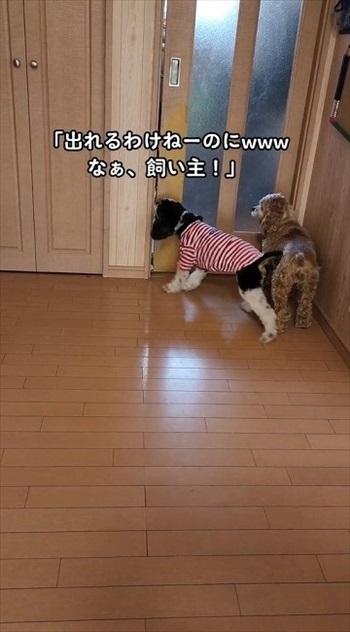 あっちに行きたいワンコ