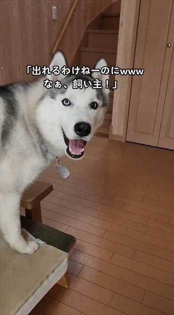 行けるわけないと思っていたハスキー