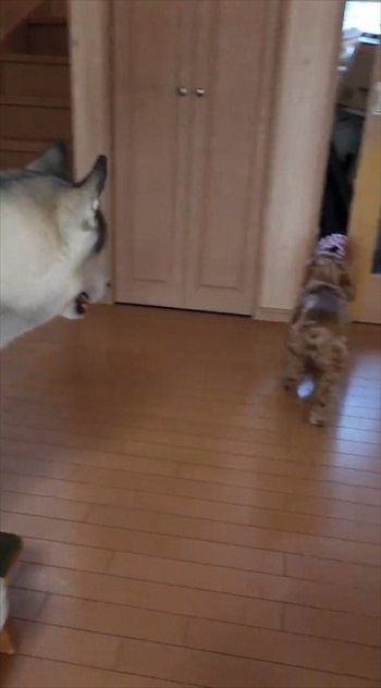 出ていくワンコ