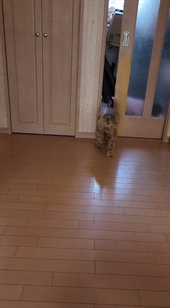 出ていくワンコ2匹目