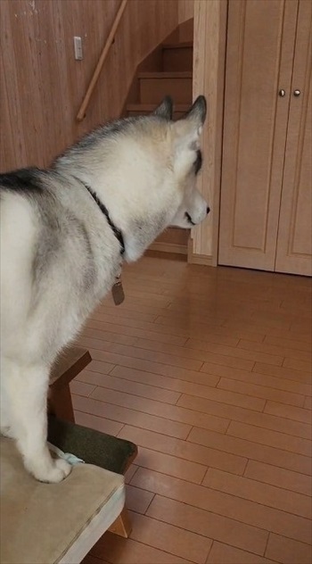 目撃するハスキー