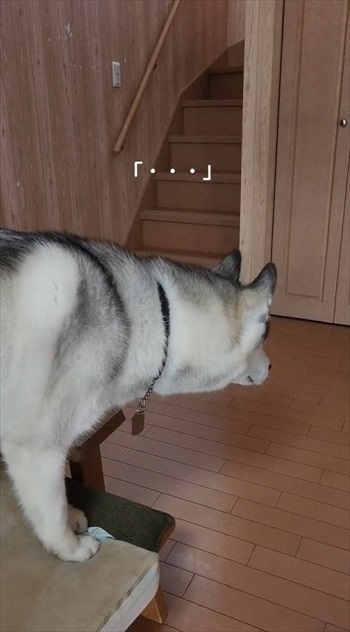 唖然とするハスキー