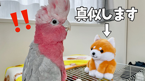 インコ