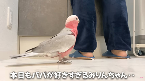 パパが好きすぎる