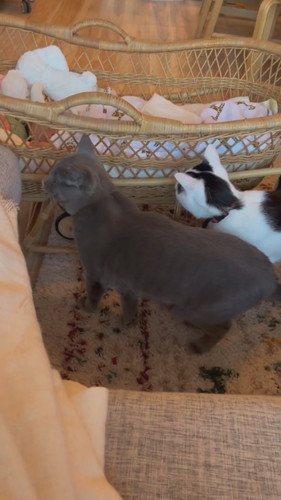 「その子はあるひとつぜんやってきた」