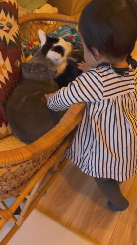 「その子はあるひとつぜんやってきた」