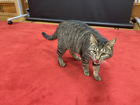 トロンボーン 猫 吹奏楽