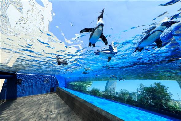 サンシャイン水族館 ペンギン 傘