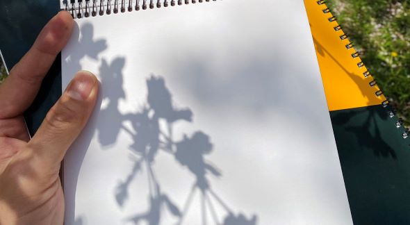 桜 さくら サクラ スケッチ