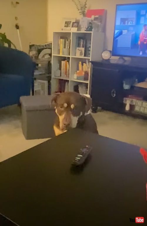 プレゼントを開けたくて待ちきれないワンコ