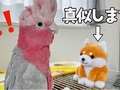 天才オウムvs.まねっこぬいぐるみが衝撃の結末へ……　ぶちギレるモモイロインコに「最高に面白い」と反響
