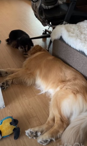 ゴールデンの匂いかぐダックス