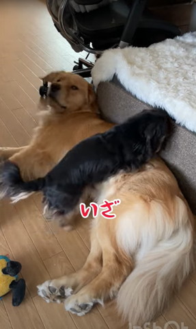 いざテロップゴールデン起きる