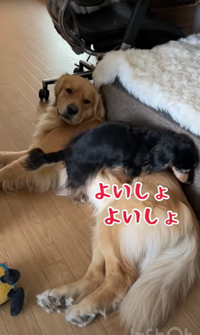 ヨイショヨイショテロップ