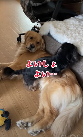 よいしょよい…テロップ