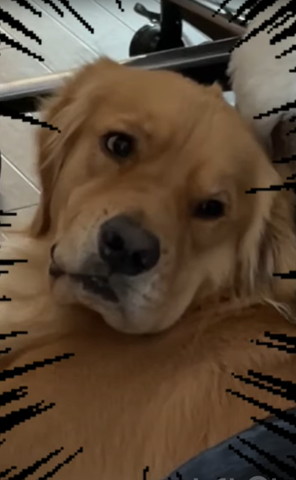 ゴールデンアップ