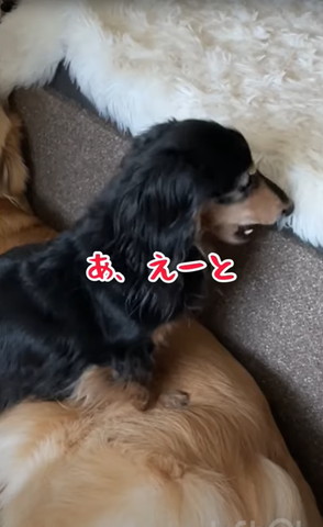 戸惑うダックスアップ