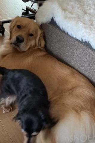 ゴールデンにお尻むけるダックス