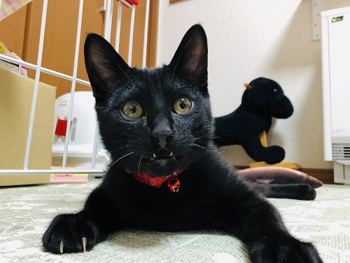 口を開ける黒猫