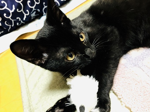 遊ぶ黒猫
