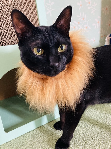 首飾りを付ける黒猫