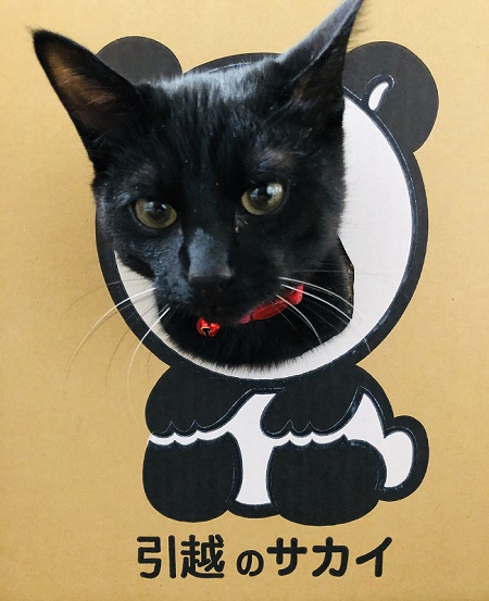 顔をのぞかせる黒猫