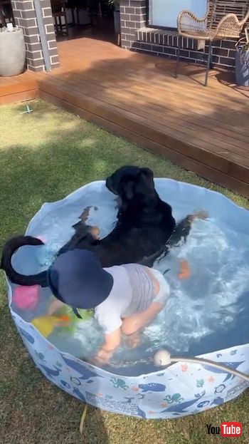 占領するワンコ