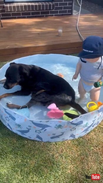 プールに入る犬