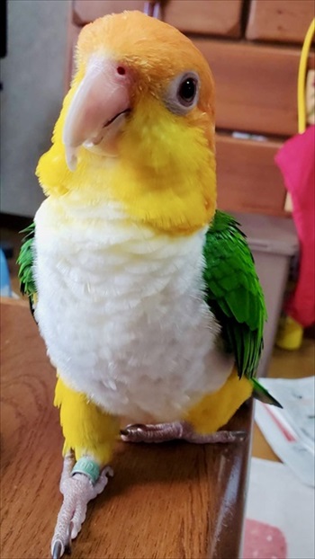 正面からインコ