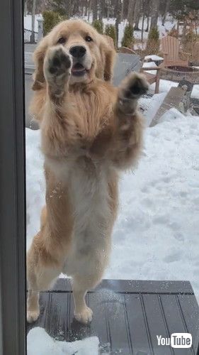 窓が開いているのに気付かない犬