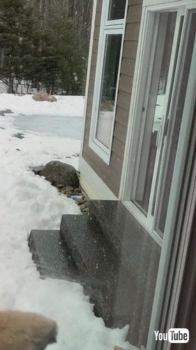 窓が開いているのに気付かない犬