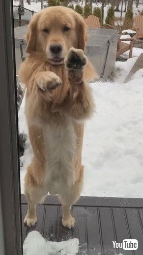 窓が開いているのに気付かない犬