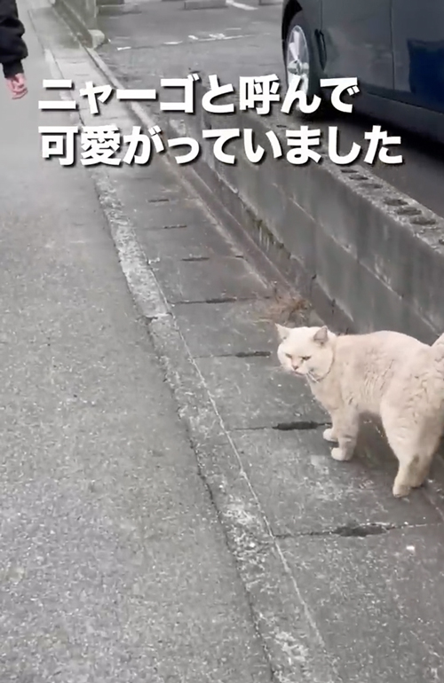 ボス猫から家猫