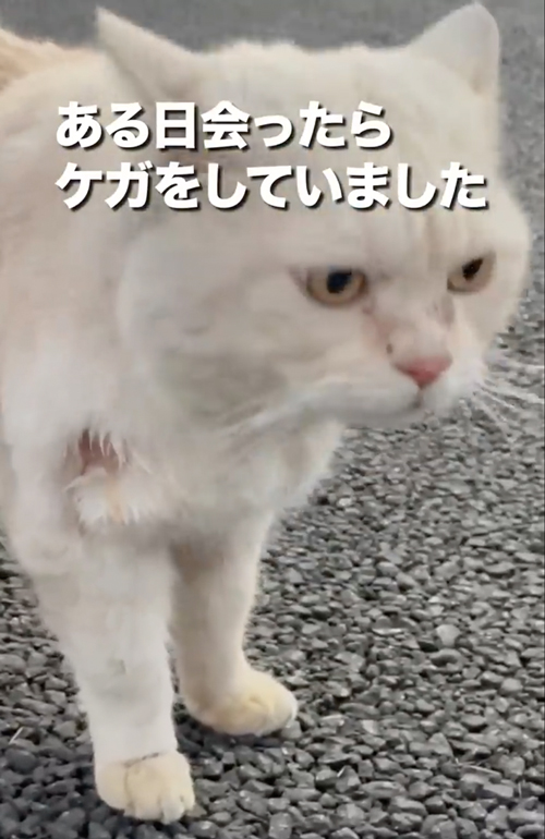 ボス猫から家猫