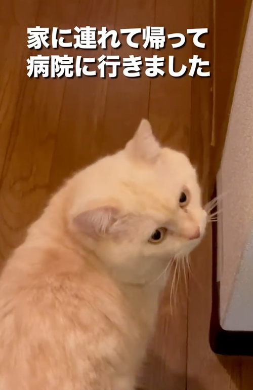 ボス猫から家猫