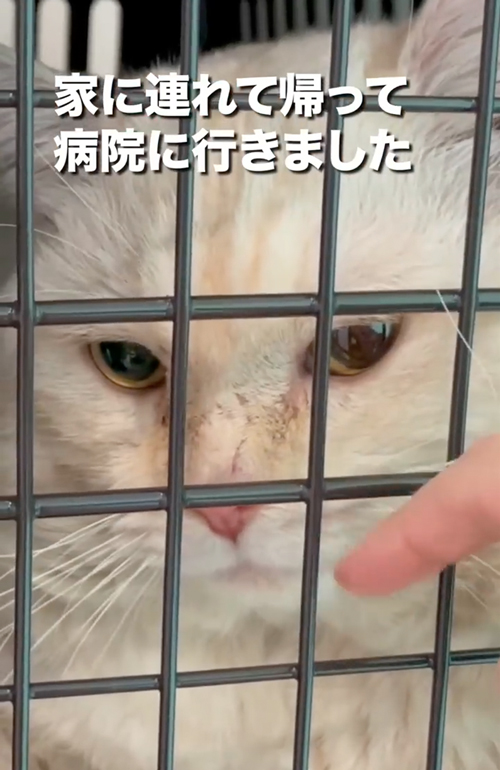 ボス猫から家猫