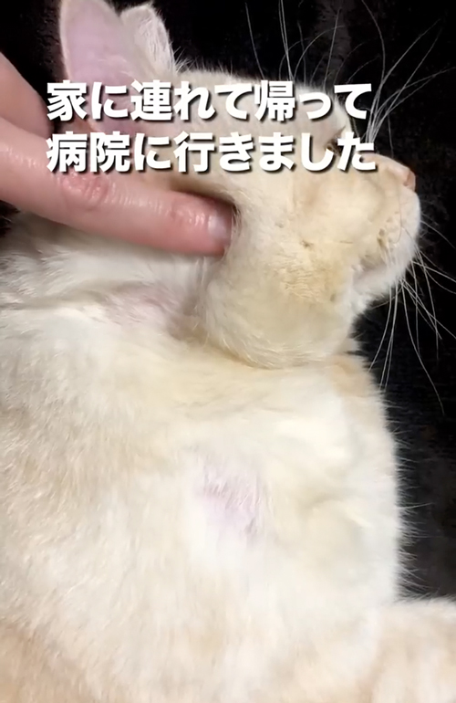 ボス猫から家猫