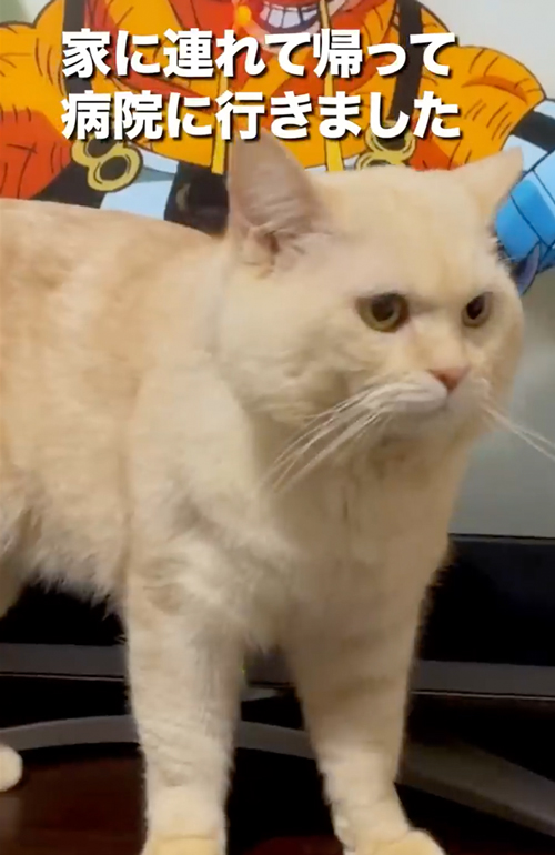 ボス猫から家猫