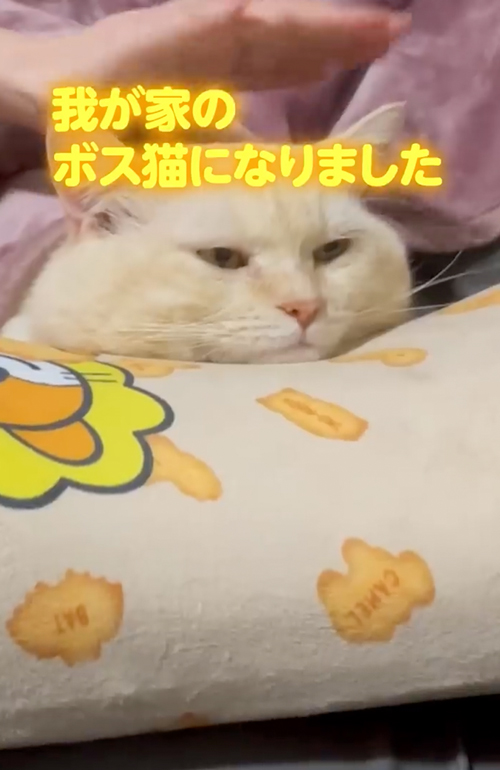 ボス猫から家猫