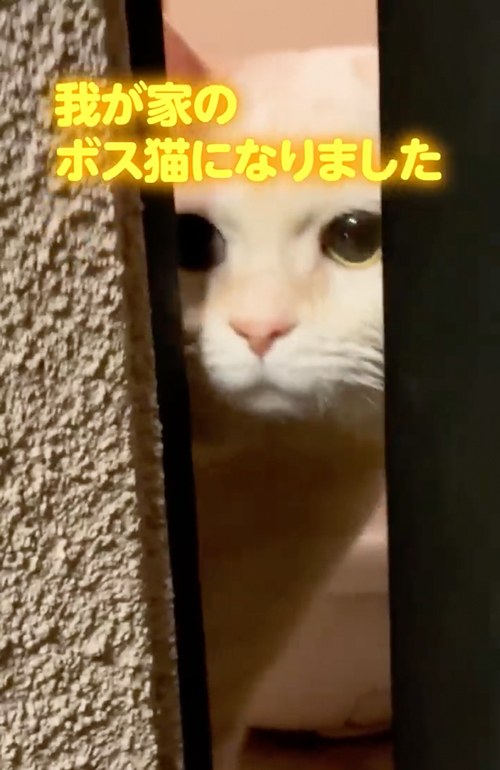 ボス猫から家猫