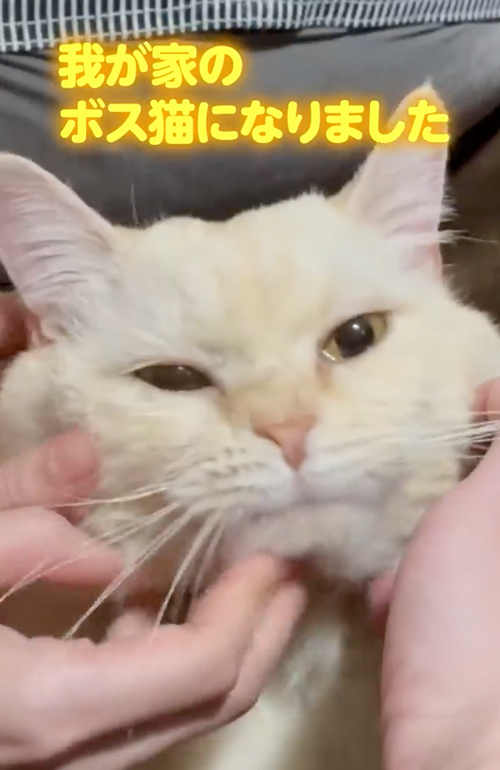 ボス猫から家猫