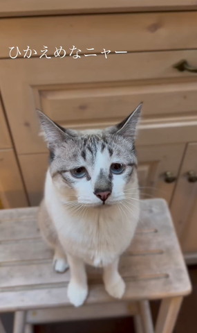 耳少し外側向けてお座りする猫