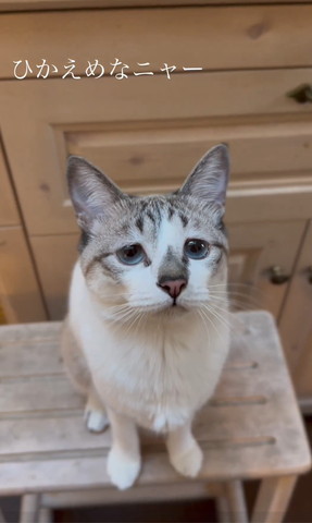 お座りして少し上向く猫ちゃん斜め横