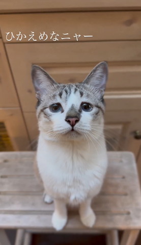 お座り猫ちゃん正面