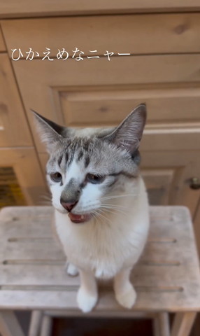 鳴いてる猫