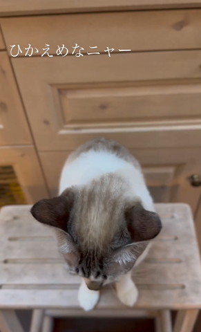 猫ちゃん後頭部