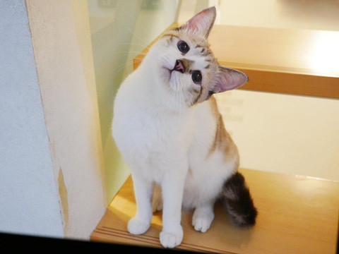 首かしげる猫