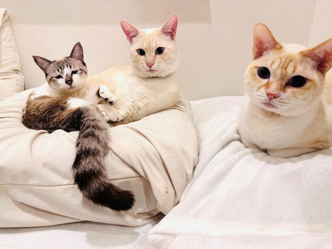 布団に3匹猫