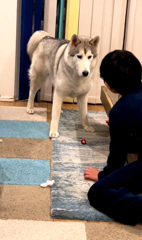 チゴの前で仁王立ちワンコと息子さん